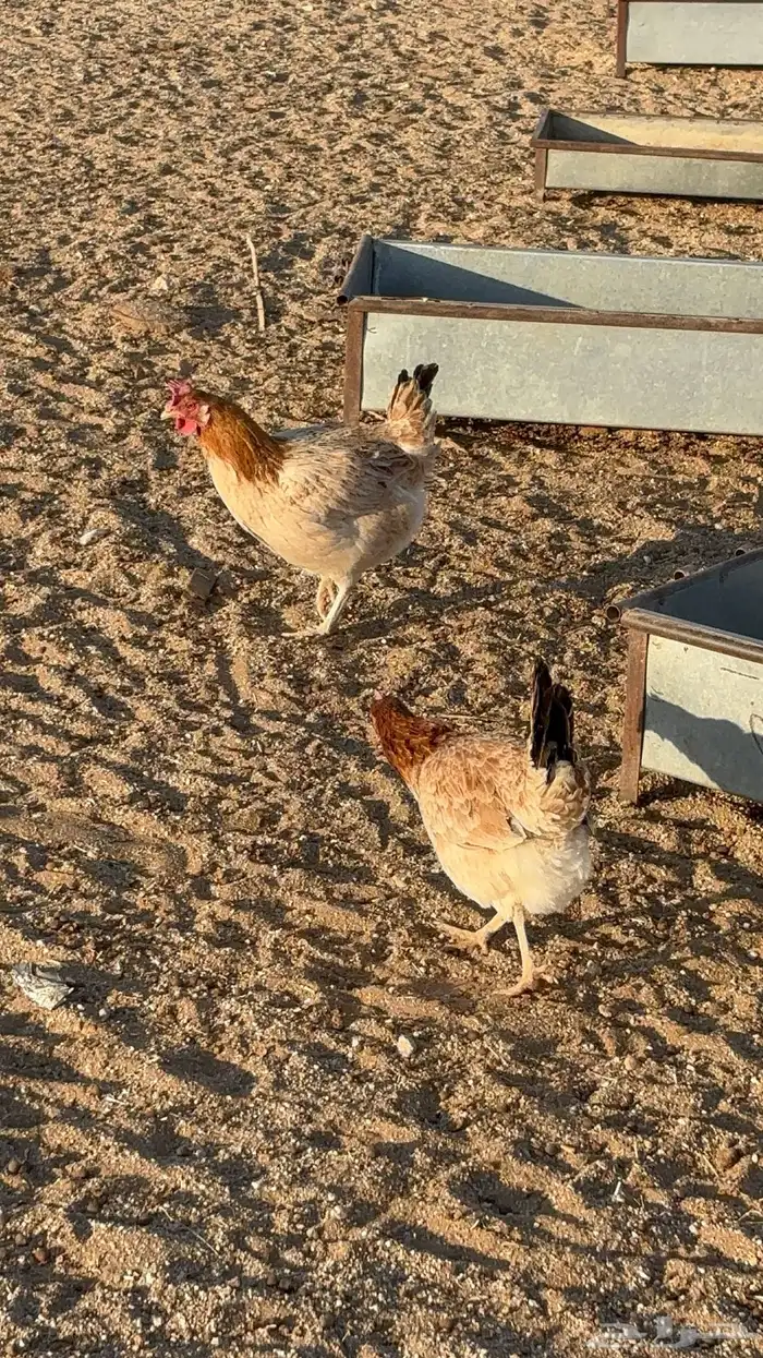 للبيع دجاج بياض 0