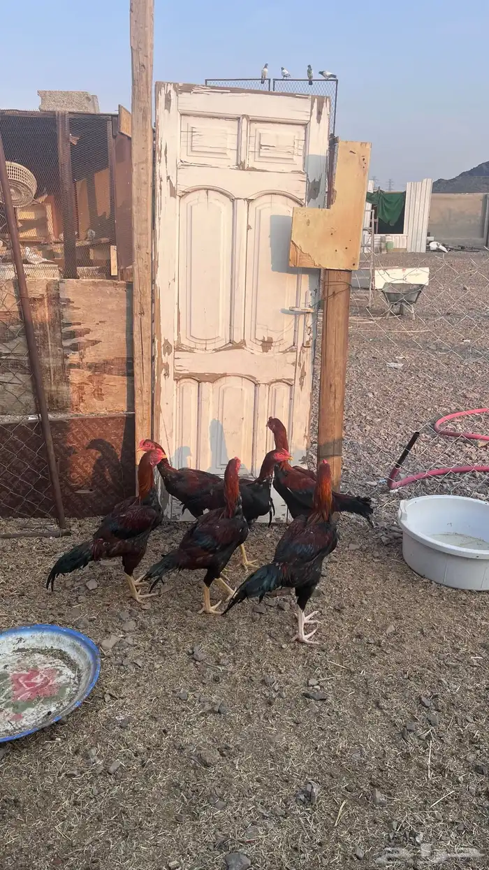 دجاج باكستاني 5