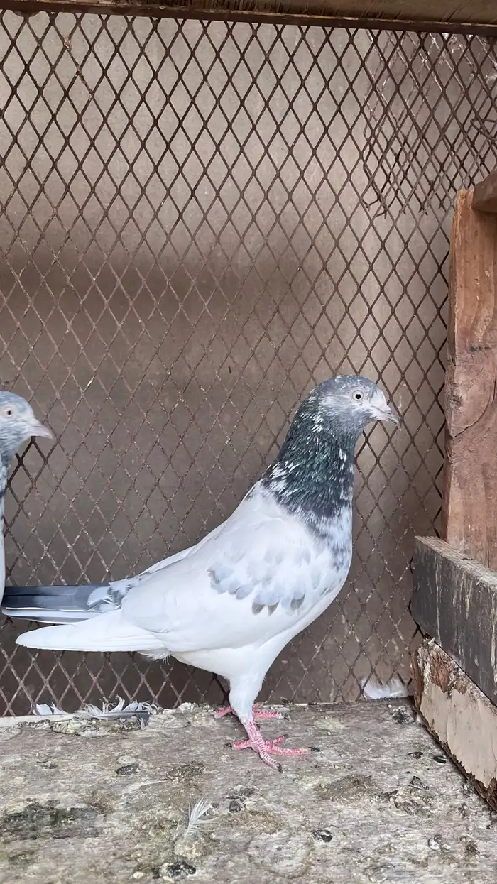 حمام باكستاني 6