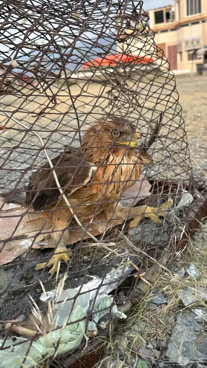 طير عقاب للبيع 0