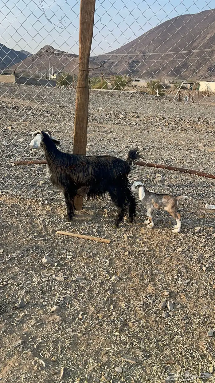 جفرة جذعه والد 0