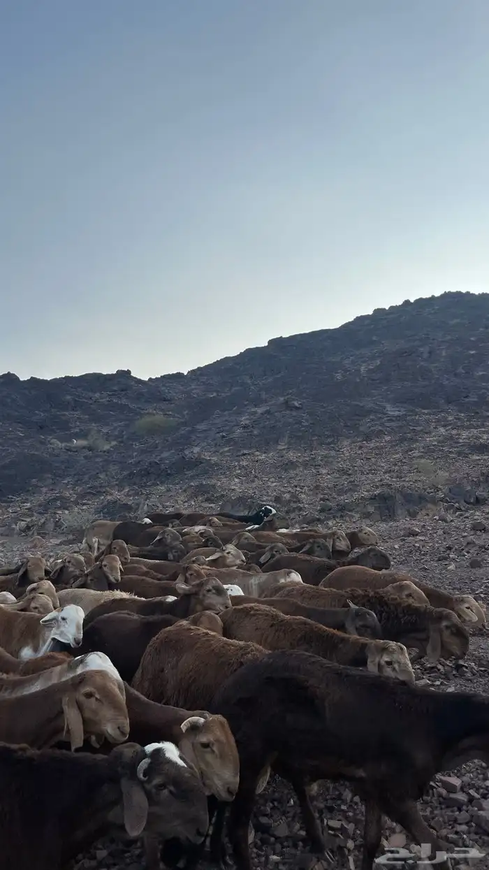 طليان سواكن حمري جادعان مرابى 35