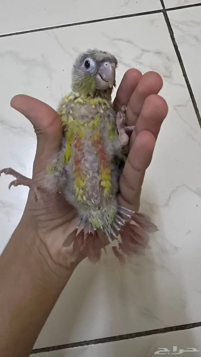 فرخ كنيور اناناس 2