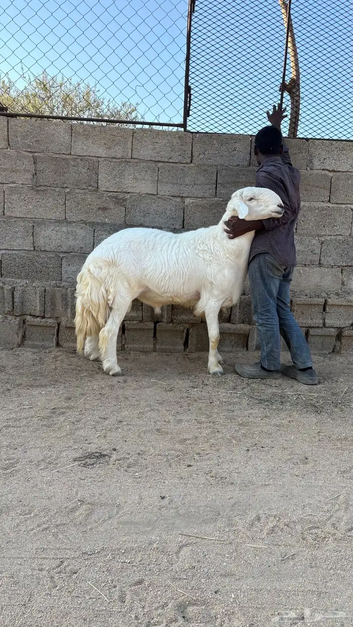 خروف فحل سنه رباع 3