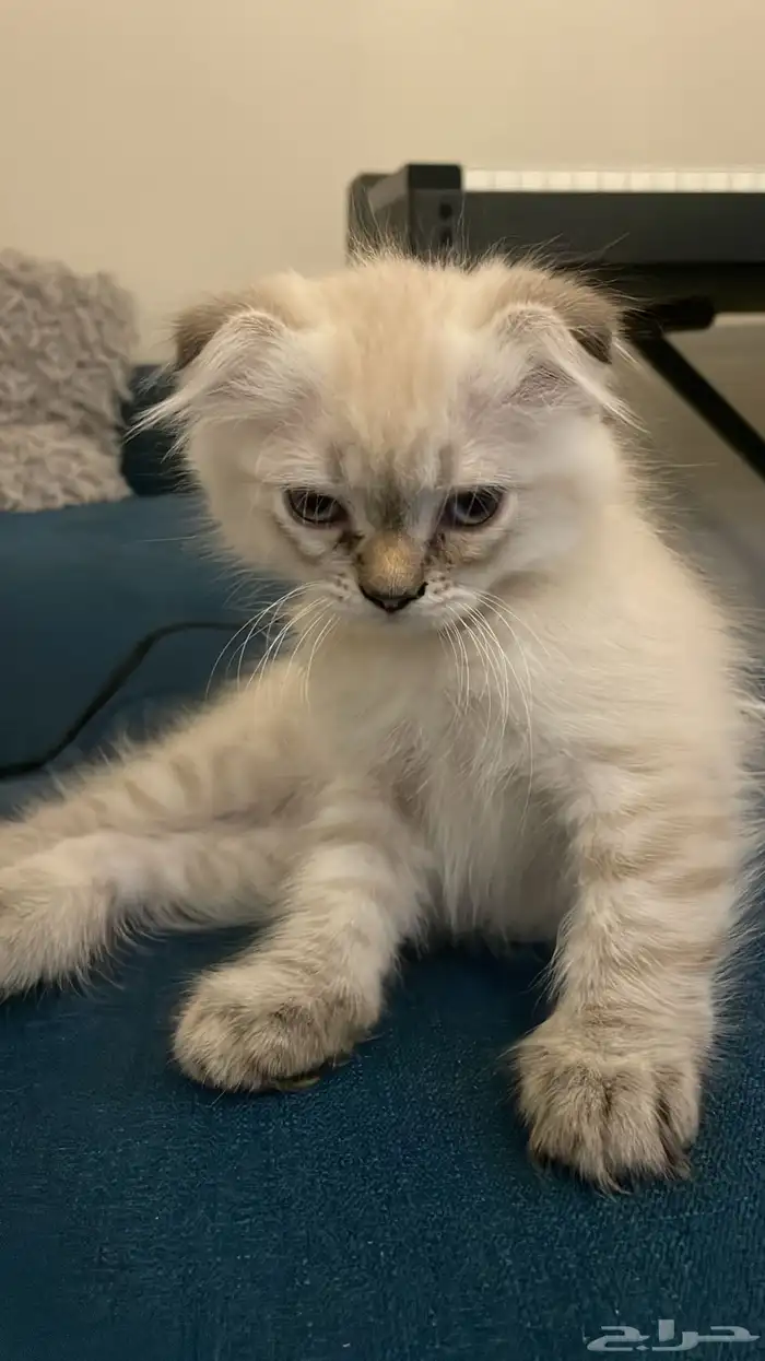 بسه او قطه سكواتش فولد قابل للتفاوض 0