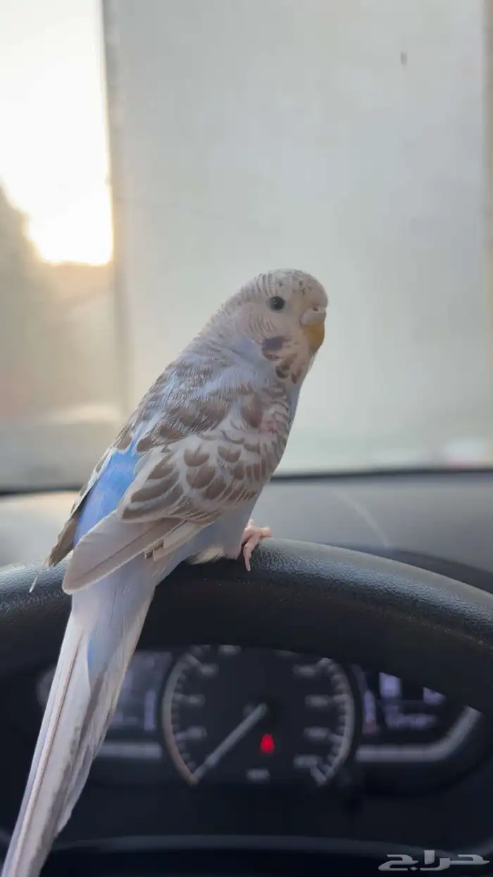 بادجي ضايع بضاحية الملك فهد 2