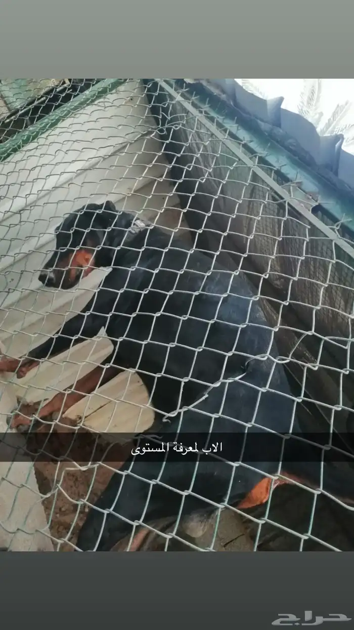 كلاب كلب دوبر مان . دوبرمان 4