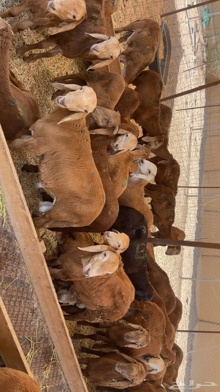 غنم طليان سواكني حمريات 7