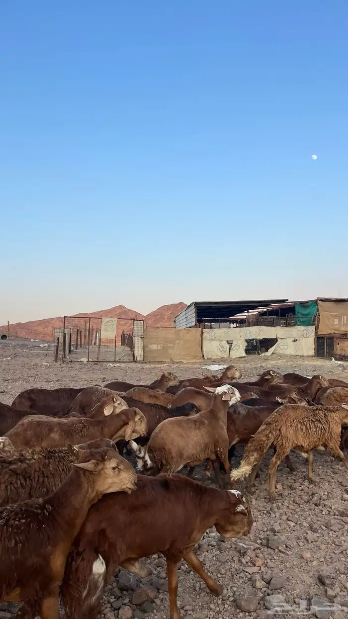طليان سواكن حمري جادعان مرابى 1