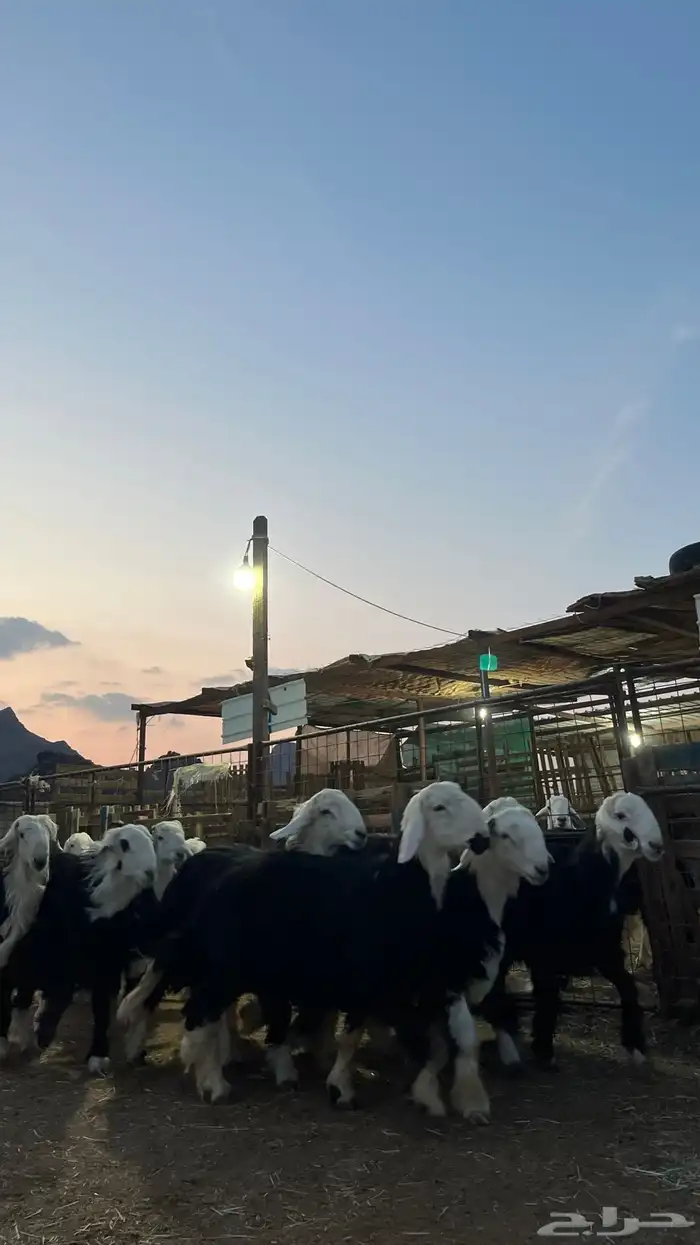 طليان نجدي جبره ناهي شي فاخر 6