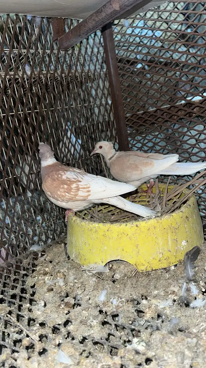 حمام بدي ياكريم للبيع 11