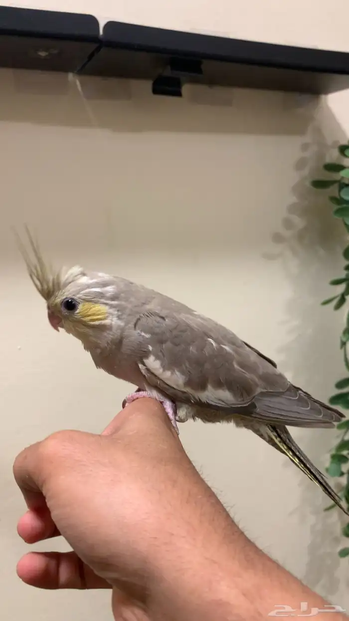 كروان هولندي اليف نهاية غر فاخر (الطفرة جد ا مرغوب ونادر ) 2