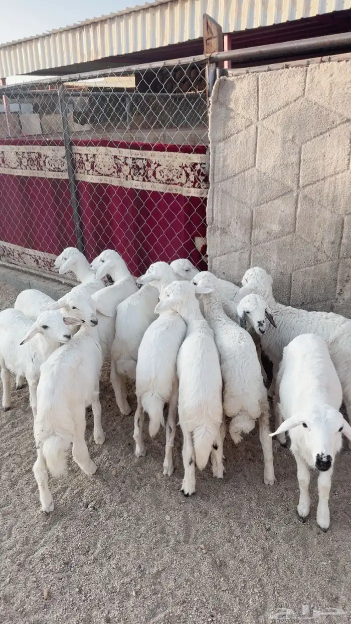 13 بهم عماره من شهرين الى ثلاثة 0