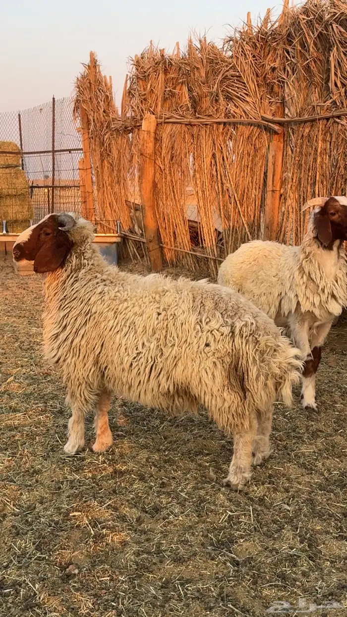 طليان نعيم للبيع 2