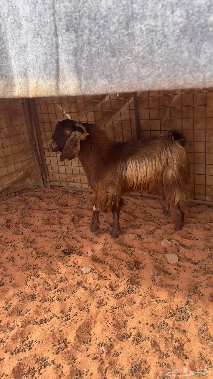 التيوس وخروف فحول 2