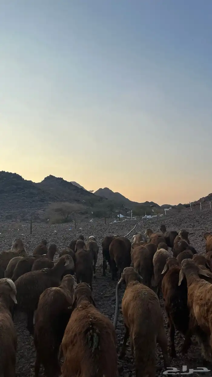 طليان سواكن حمري جادعان مرابى 13