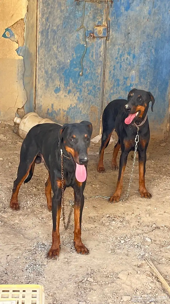 كلاب كلب دوبر مان . دوبرمان 1