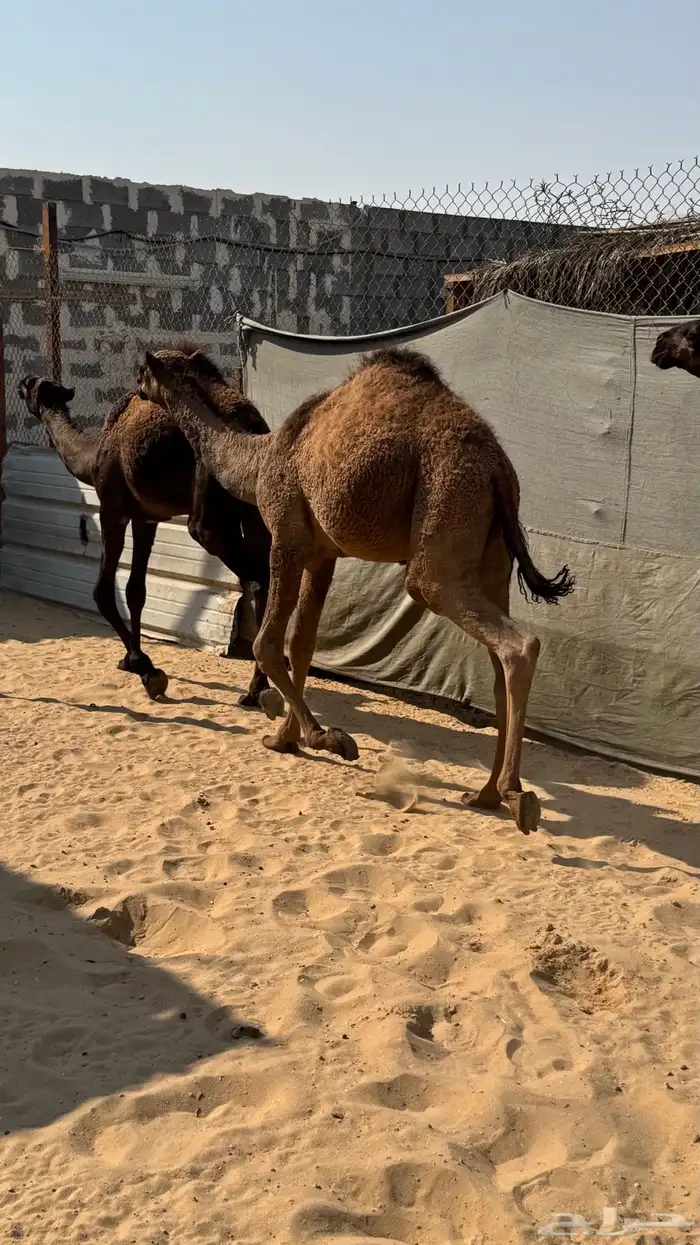 قعدان للبيع 1