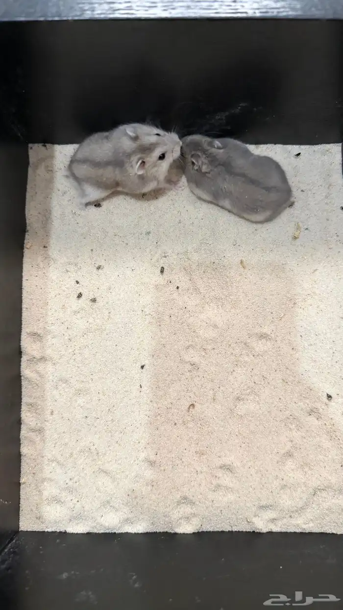 هامستر ونتر وايت (الدبدوب) للبيع 0