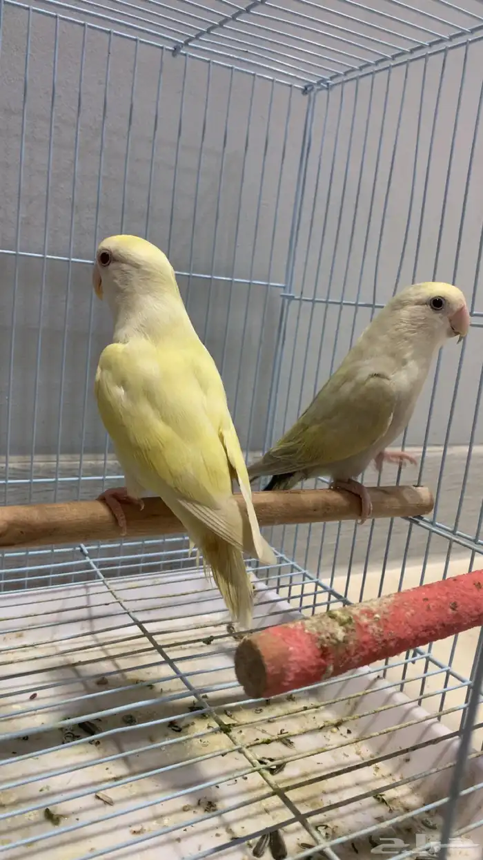 زوج روز جاهز للإنتاج (فاخر ألوان مميزة) 0