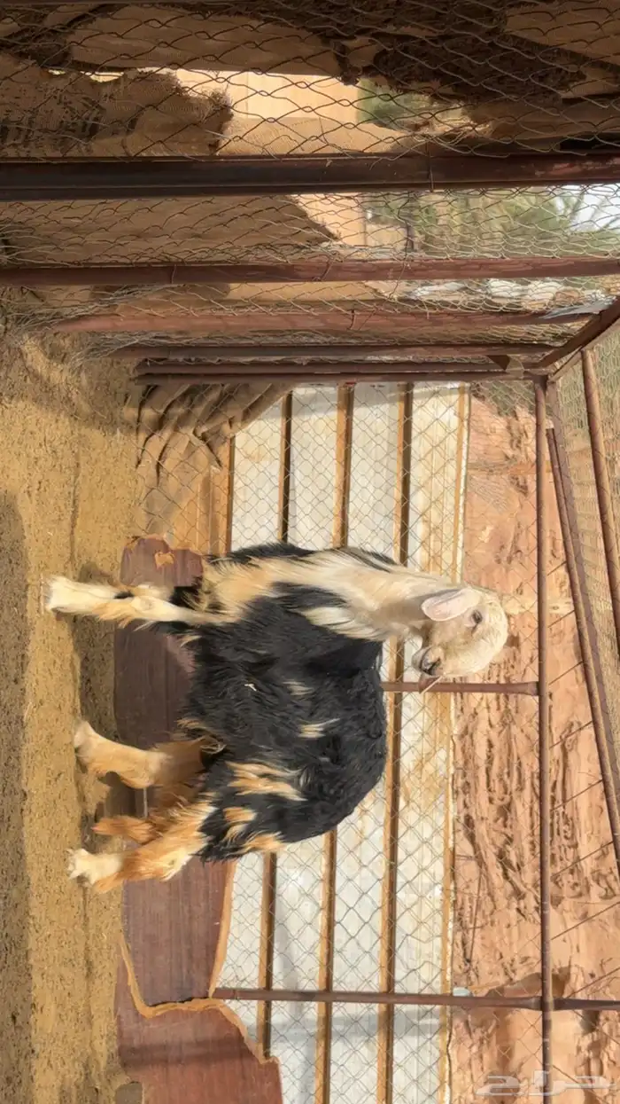 خروف نجدي مشروع انتاج واللي يبي يذبح ذبيحة ضيوف 1