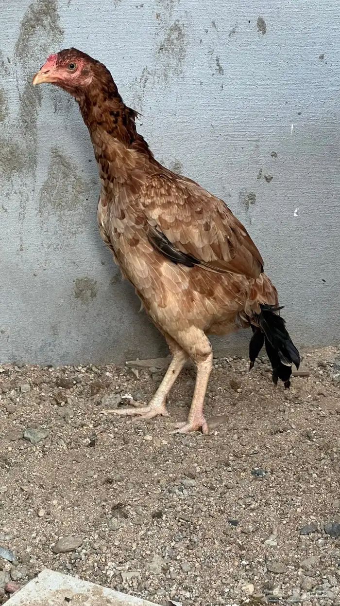 دجاجه سندية 0