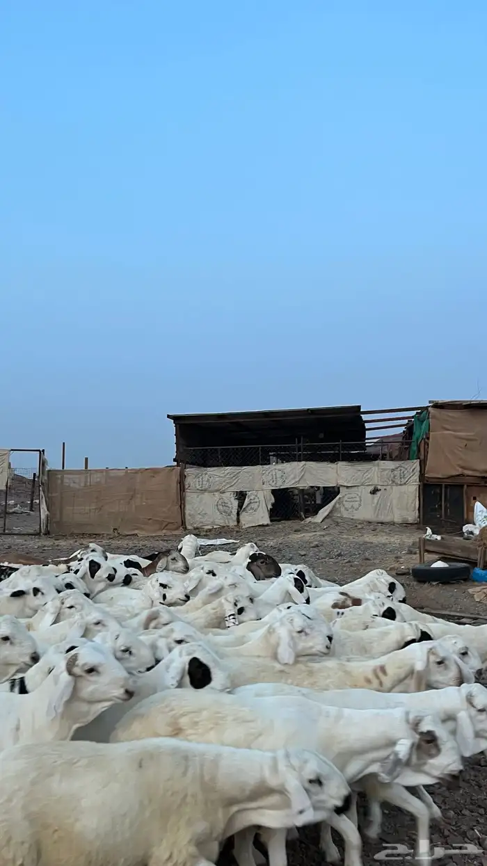 طليان سواكن شبيه الحري دمازين 8