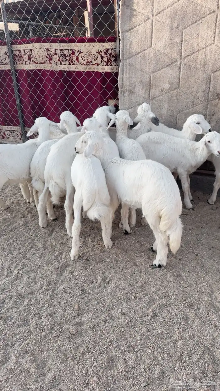 13 بهم عماره من شهرين الى ثلاثة 1