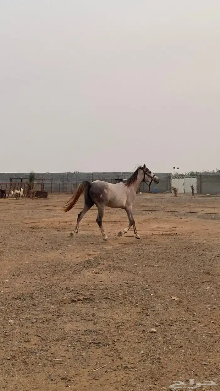 خيل عربي 2