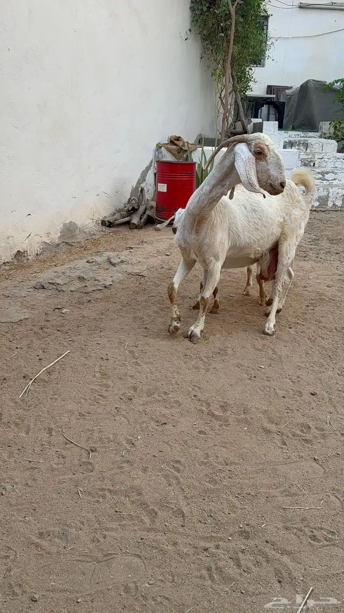 عنز تحتها اثنين 1