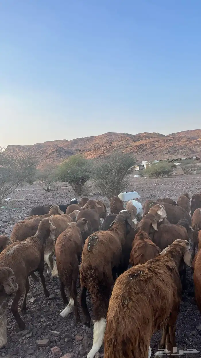 طليان سواكن حمري جادعان مرابى 18