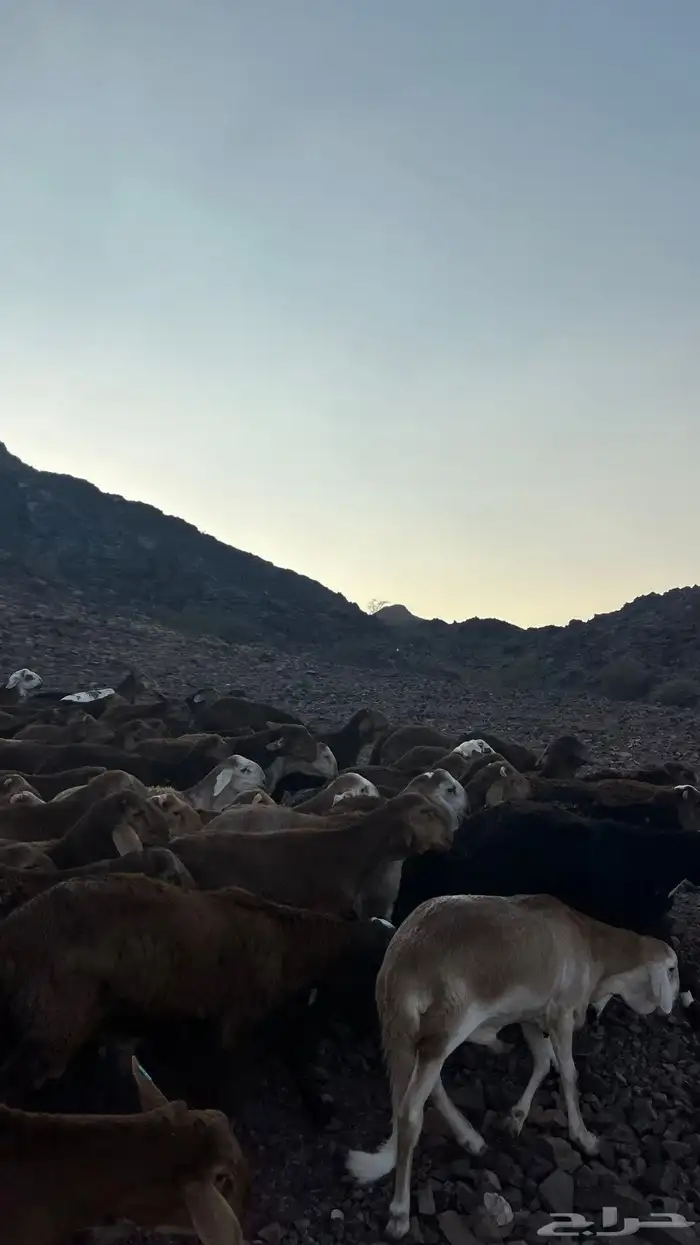 طليان سواكن حمري جادعان مرابى 32