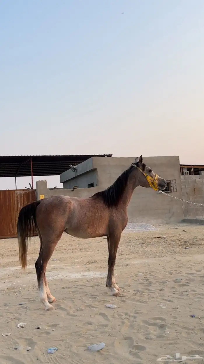 خيل شعبي للبيع 0