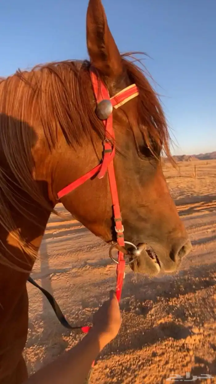 حصان شعبي شيخ 4