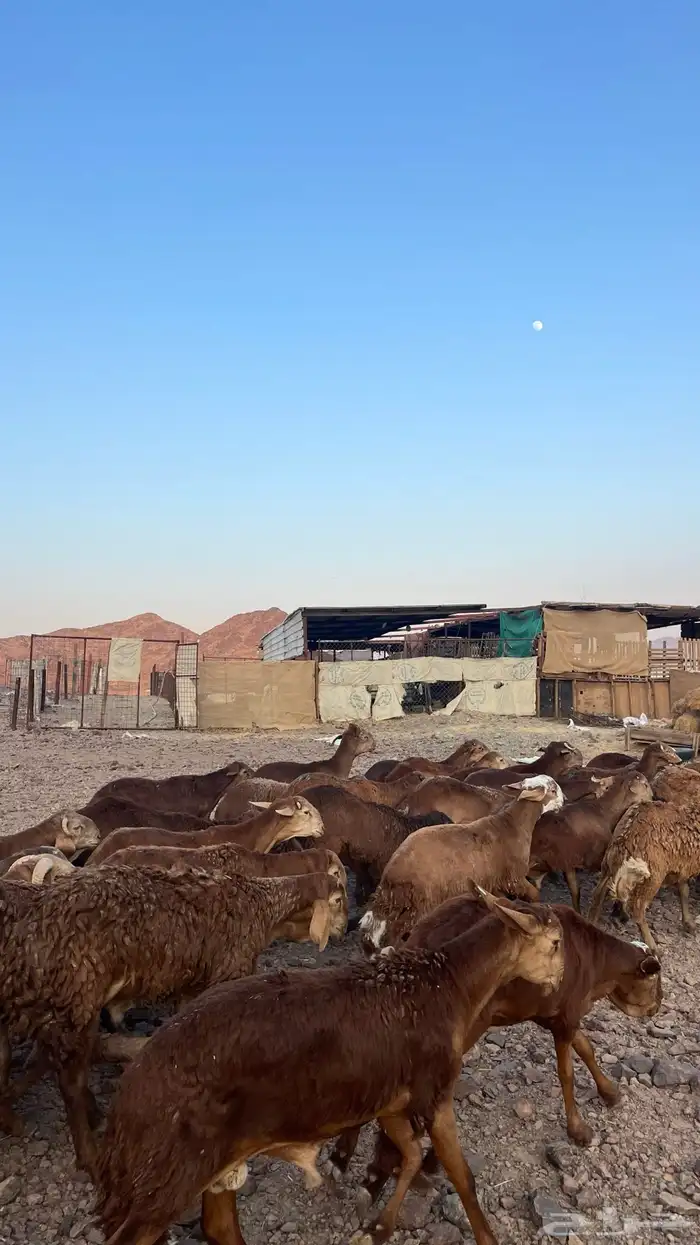 طليان سواكن حمري جادعان مرابى 0