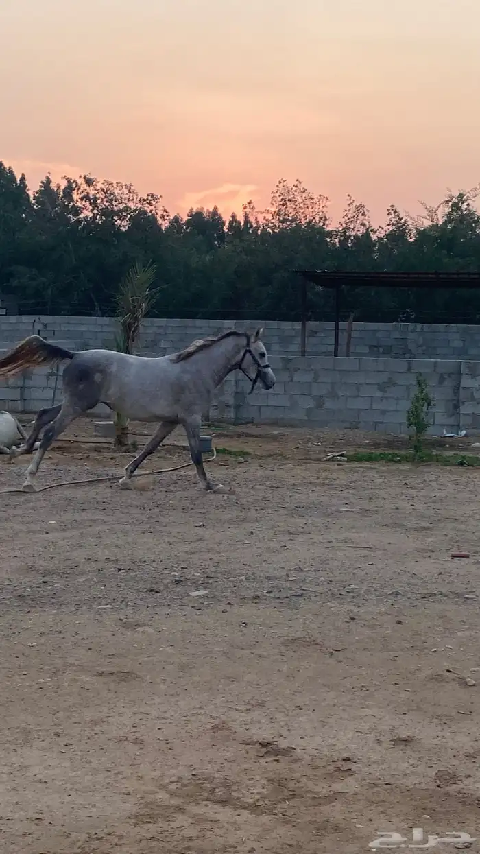 خيل عربي 3