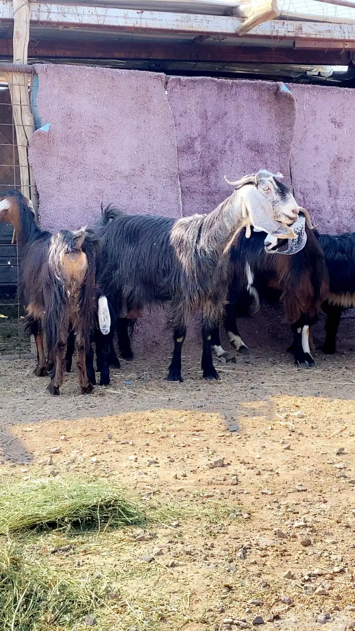 معزا ولد نظيفه تم البيع 1