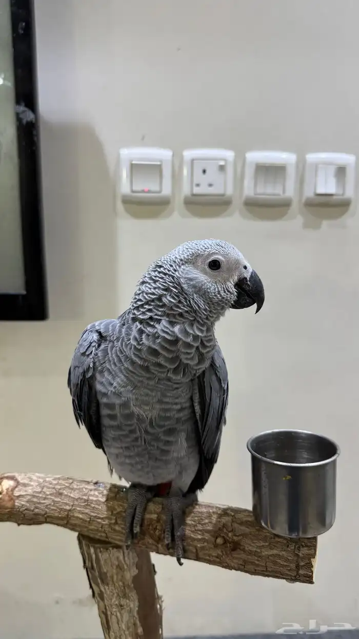 لمحبين بغبغاء الكاسكو 1