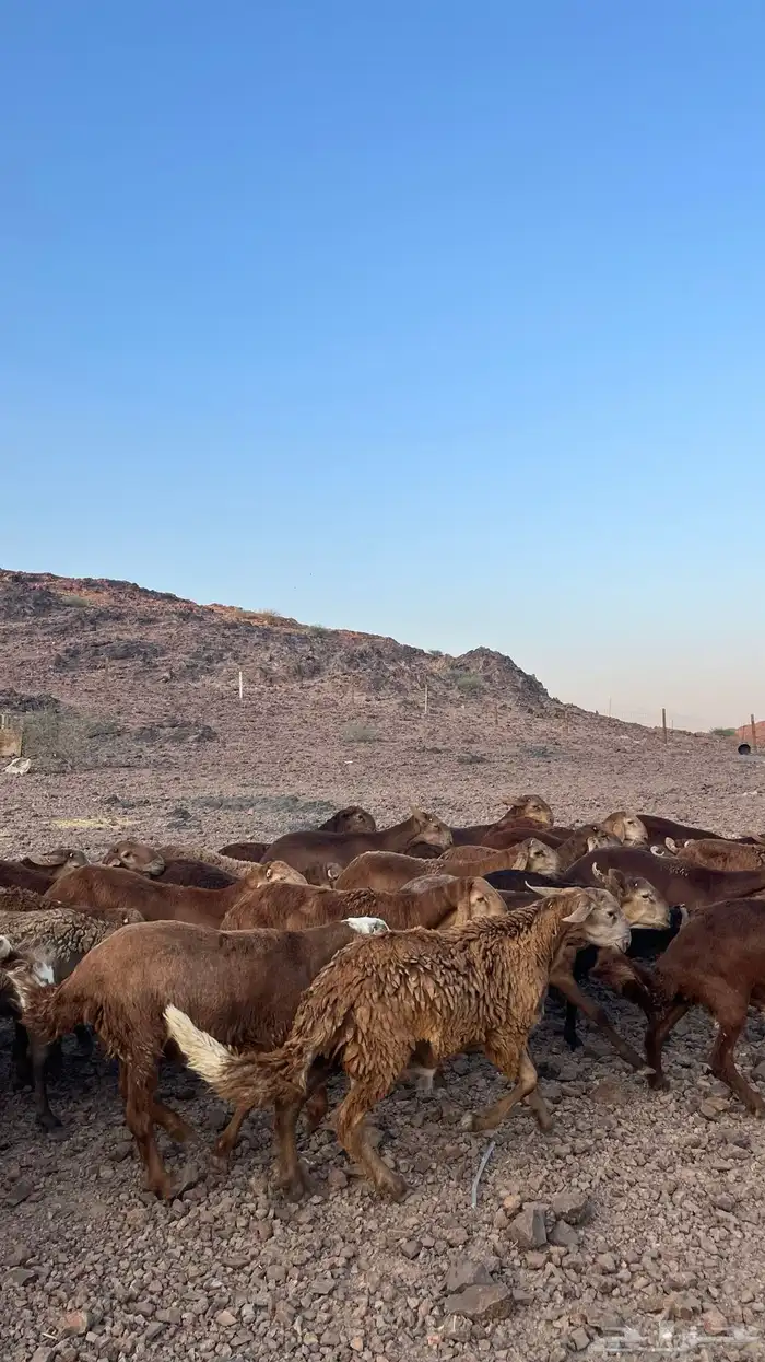 طليان سواكن حمري جادعان مرابى 7