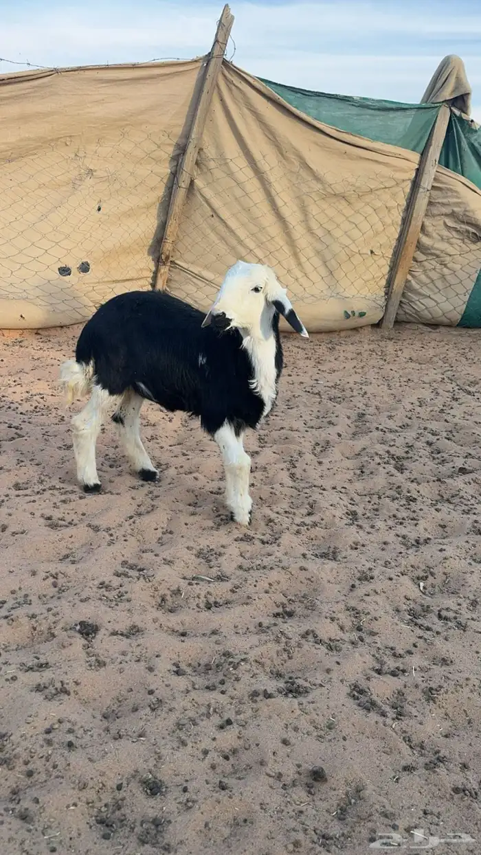 شاة نجدية يتبعها رخل ذبيحه 3