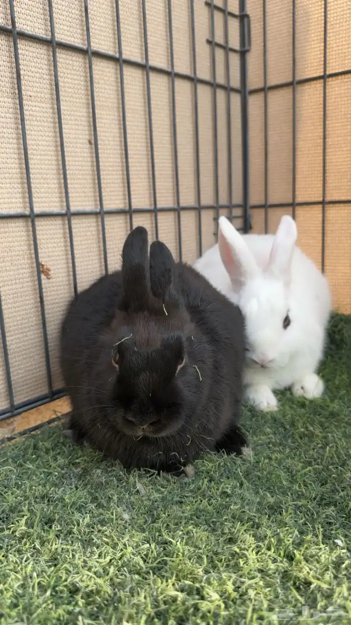 ارانب قزميات انذر لاند 0