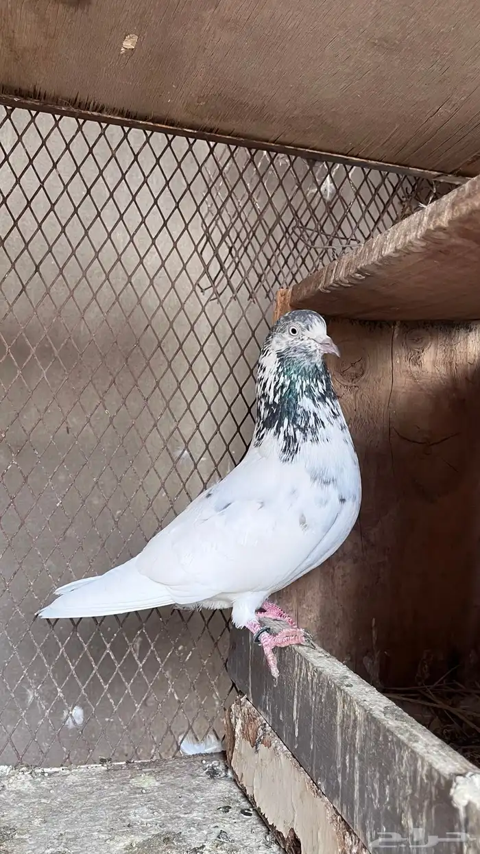 حمام باكستاني 5