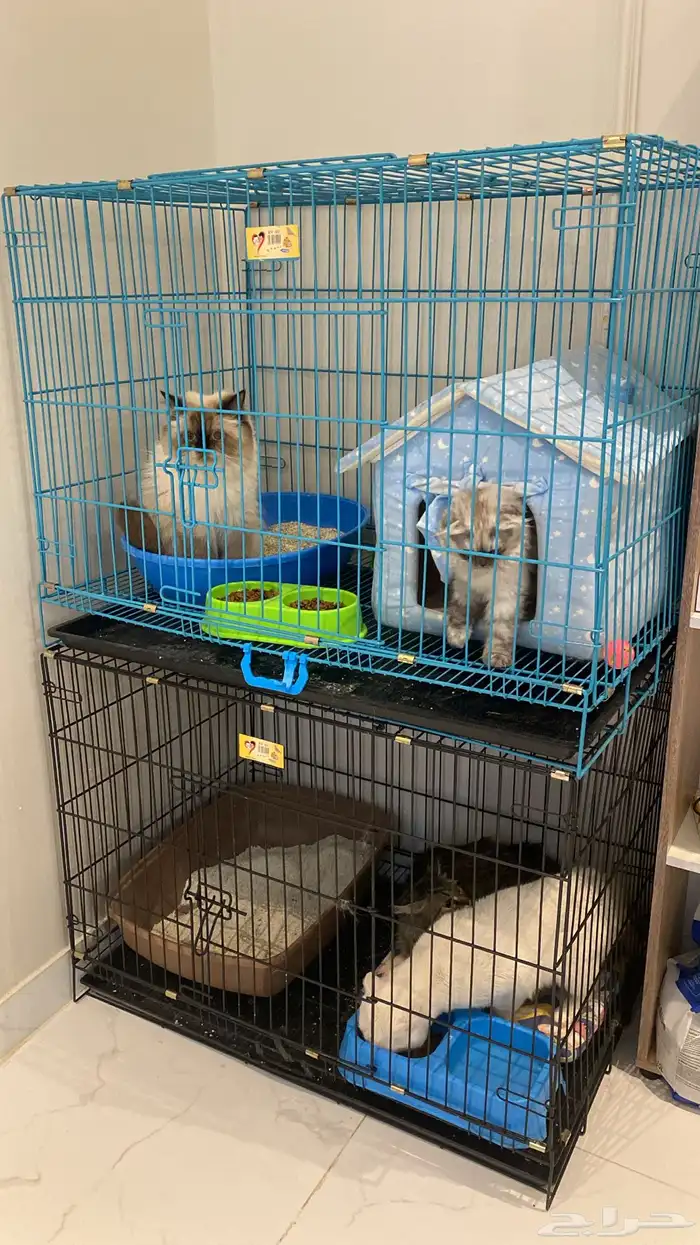 فندقة خرخره وكفوف تبوك 2