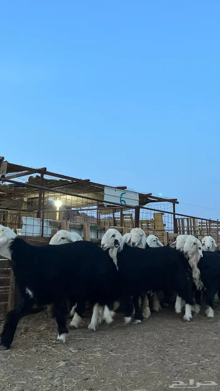 طليان نجدي جبره ناهي شي فاخر 17