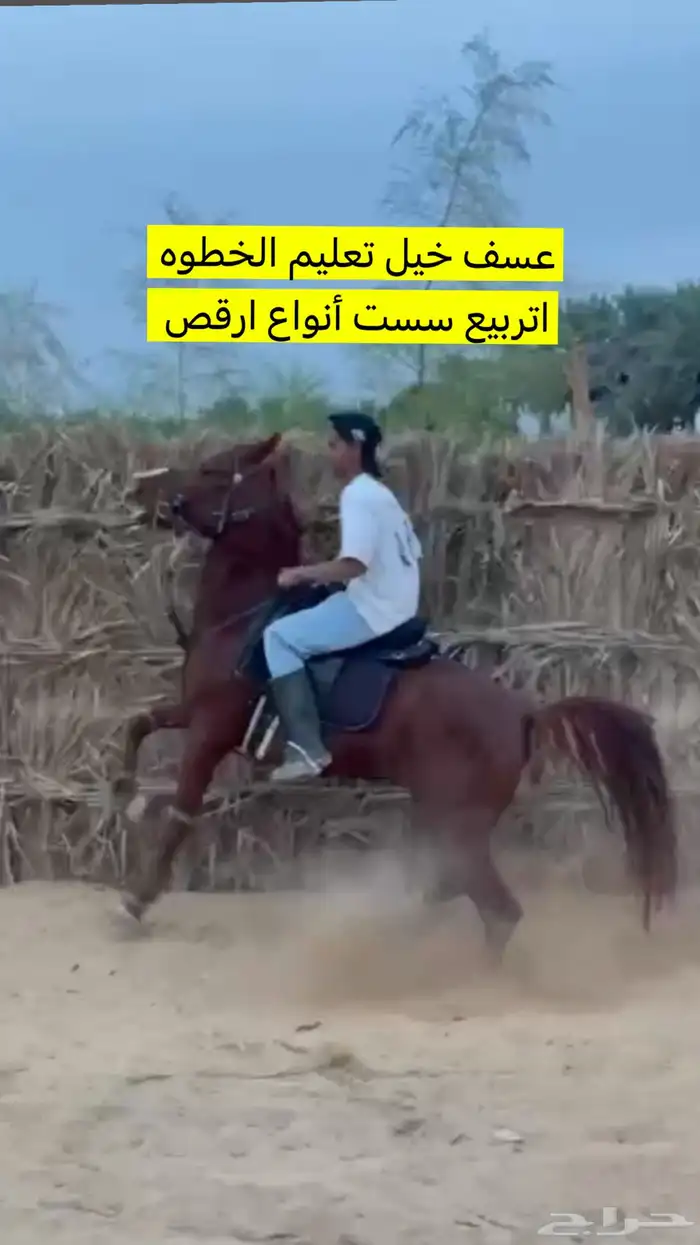 عسف خيل اعادت عسف تعليم رقص تربيع سست خطوه 0