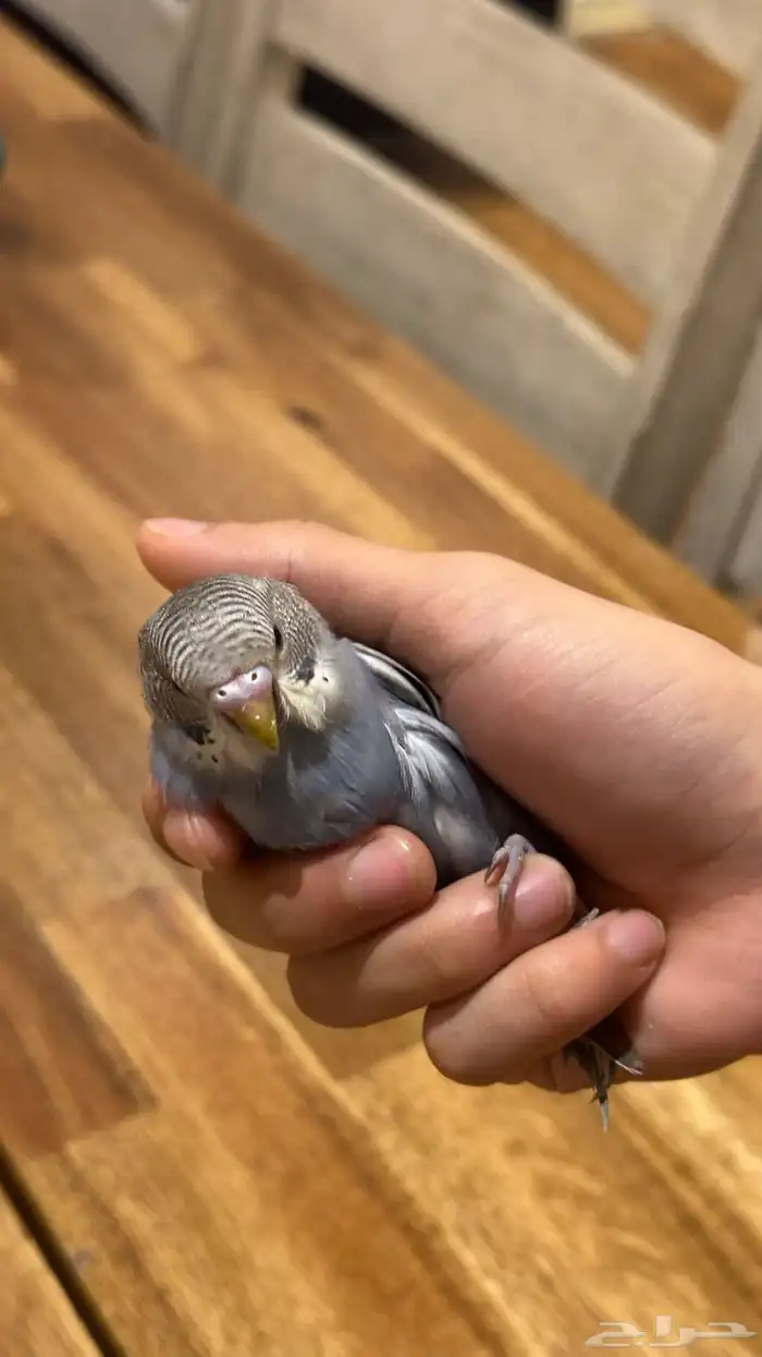 فراخ بادجي بسعر مغري 7