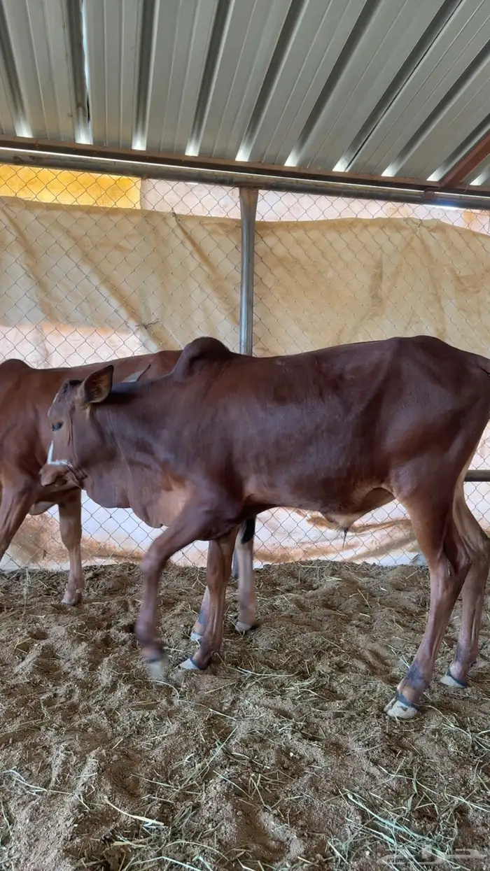 حسلان بلدي للبيع 0