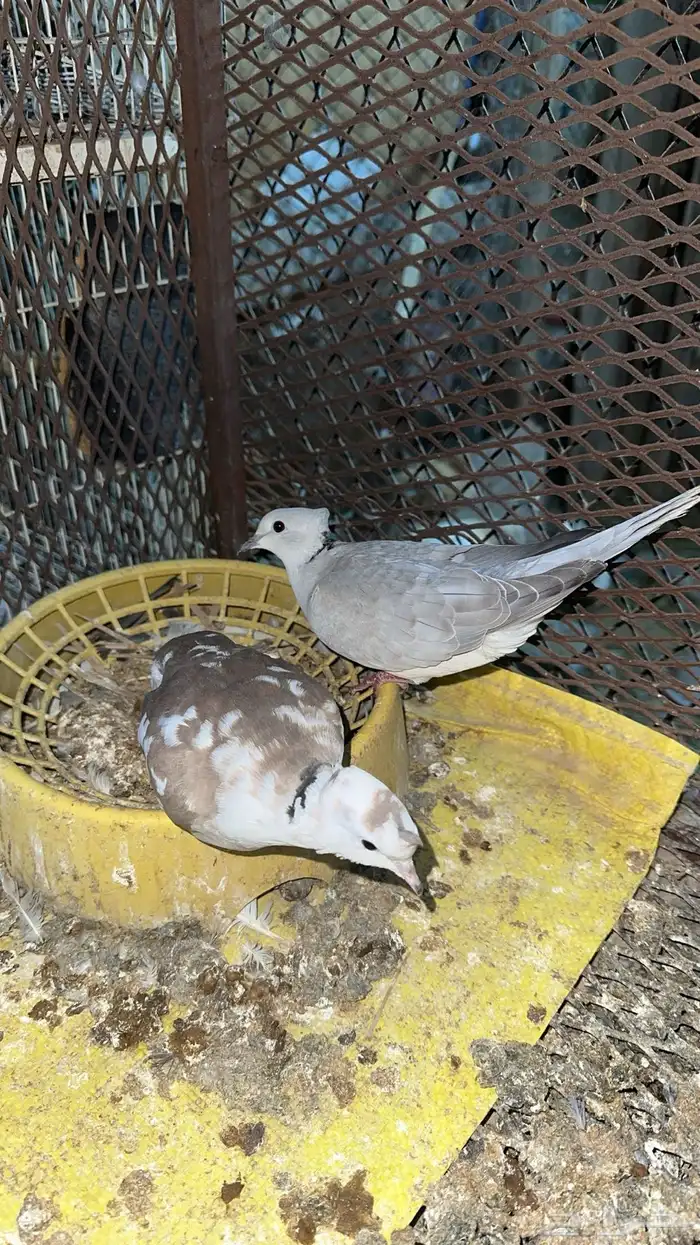 حمام بدي ياكريم للبيع 16