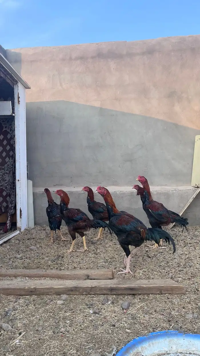 دجاج باكستاني 9