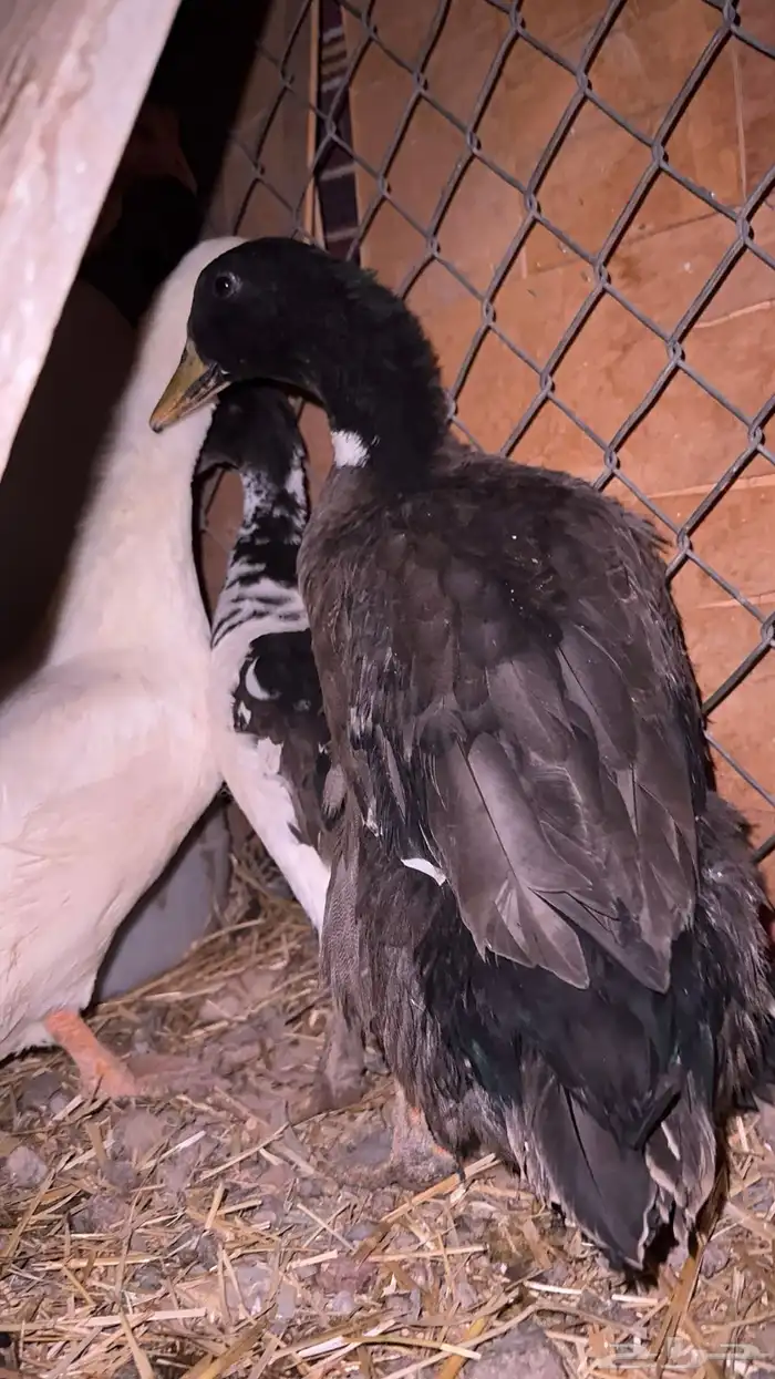 3 بطات ل البيع وحده بكيني مصري بح وا مهجن 0